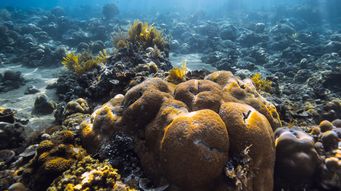 Researchers find “dead” coral reef alive after 60 years