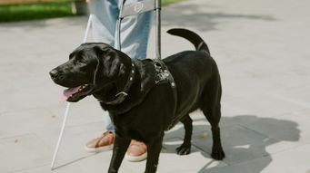test post about a guide dog retiring