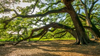 Trees May Not Slow Climate Change as Much as Scientists Thought