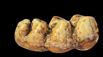 Boy Finds 2 Million-year-old Tooth From Elephant Ancestor on Beach Walk