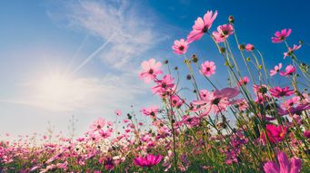 Linklaters Insights Programme for Spring/Summer 2026
