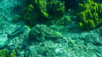 Post showing video as featured media