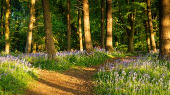 Property essentials for charities: Rights of way
