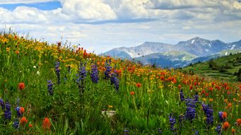 Colorado AI Act Repealed and Replaced
