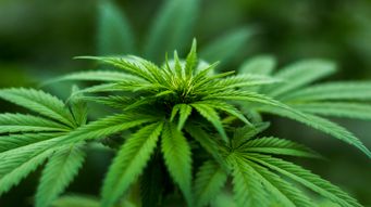 Recent State Law Developments Regarding Medical Cannabis Create New Compliance Considerations for Health Care Facilities - Dentons On Call
