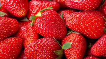 New Antidumping Duty Petition on Fresh Winter Strawberries From Mexico