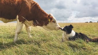 Livestock vs pets on divorce: A legal distinction without a difference?