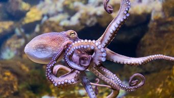 Post showing featured image at the bottom