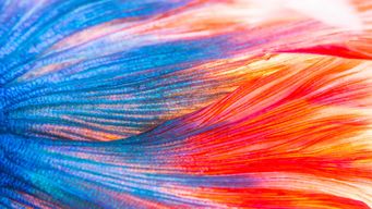 When Professional and Personal Boundaries Blur