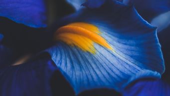 Credit Risk Transfer SPVs Obtain CPO Relief from the CFTC