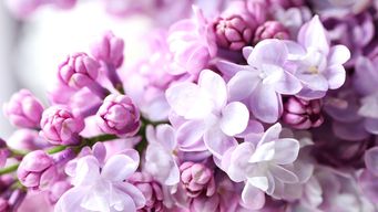 Protecting the Privilege in Insurance Claims Files