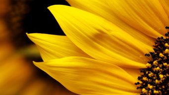 Dentons Capitol Insights – Sounding the Drumbeat in Washington – March 2026