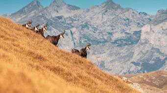 Trump Administration Proposes Significant Revisions to Endangered Species Act Implementing Regulations | Davis Wright Tremaine