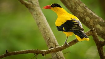 FWS Resurrects ESA Rules on Threatened Species Protections and Critical Habitat Exclusions