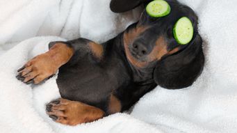 Exoneration, indemnities, insurance and the art of sleeping at night: trustee and member protection on DB wind-up