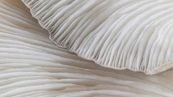 SECs Enforcement Division Issues and Updated Enforcement Manual