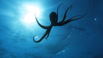 Example of a commentary post