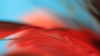 The macroeconomic backdrop to private capital markets - February 2026