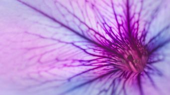 Dawson-Damer v GTCL: the right decision?