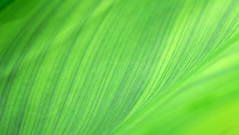 Proposals to extend the “uncertain tax treatment” notification regime to individuals and trusts