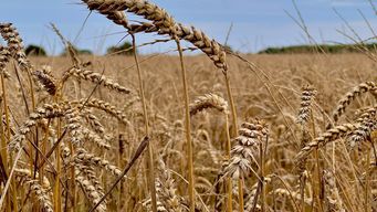 Can Wheat Grow Smarter? Cargill & General Mills Step Up for Low-Carbon Grains