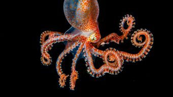 Post including audio file as featured media