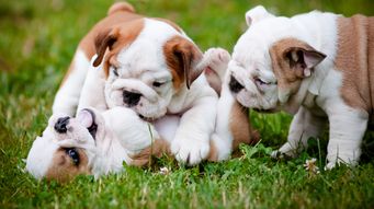 Paws for Wellbeing