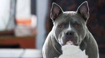 The Pit Bull Still Bites: District Court Cuts Down Recent (And Potentially Future) Endangered Species Act Regulatory Amendments