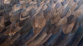 New BIS rule aims to facilitate export of non-military UAVs