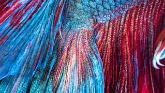 Dentons Capitol Insights – Sounding the Drumbeat in Washington – November 2025