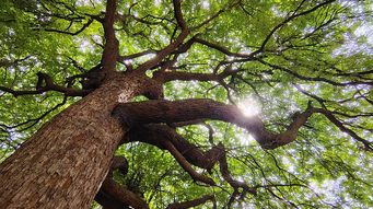 Nondelegation and Environmental Law