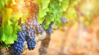 Navigating the Statewide Winery Order: Applicability, Challenges & Compliance