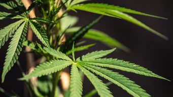 Pending Marijuana Rescheduling Put on Hold