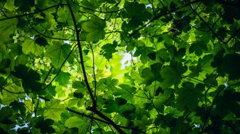 Central Bank publishes 2025 Climate Report