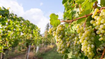 When Assets Become Liabilities: Managing Risk and Value in Wine Industry Transactions