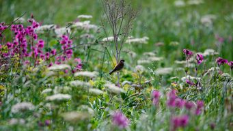 FWS and NMFS Finalize Rescission of ESA “Harm” Definition