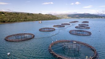 Ninth Circuit Reaffirms Traditional Balancing Under Fish & Game Code Section 5937