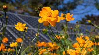 Harnessing Solar Energy to Safeguard Insect Populations and Improve Pollination Services: Agrivoltaics