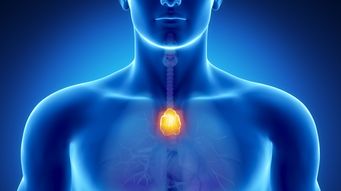 Rebuilding the Thymus: AI, Regenerative Medicine, and the Emerging Biotechnology of Immune Longevity