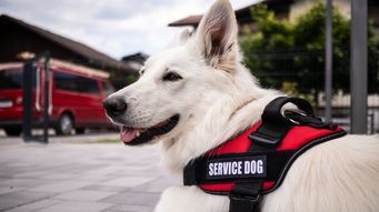 Service Animals or Emotional Support Animals: ADA Rules for Employers