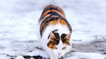 cats are the best