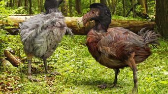 We Just Might Owe the Dodo an Apology!
