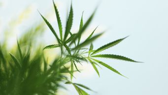 Cannabis Client Alert – Week of July 13, 2026