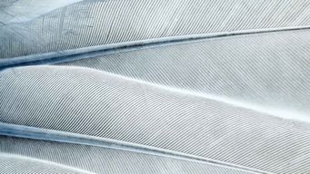 Back to the Past: 5th Circuit Refuses Stay, Requiring Parties to File HSR Under “Old” Form