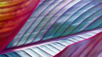 In-House Counsel CLE Webinar Series