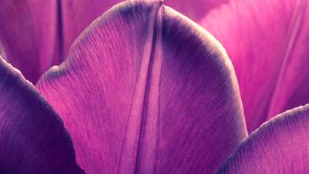 Caught Between a Rock and Hard Place: New Executive Order Aims at Curbing Stock Buy-Backs by Defense Contractors Deemed Underperforming by DOW