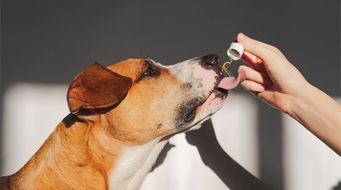 Six Things You Need to Know About CBD and Other Hemp-containing Pet Products