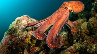 Example of an external post