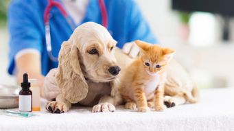 FDA Promotes Development and Marketing of Drugs for Rare Diseases in Animals