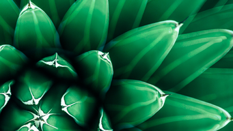 Updated Qualifying Asset Holding Company guidance on the activity condition